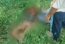 Insiden Tragis di Hutan Jasinga, Anak di Bawah Umur Jadi Korban Saat Perburuan Anjing